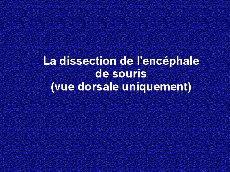 La dissection de l'encéphale de souris (vue dorsale uniquement) 