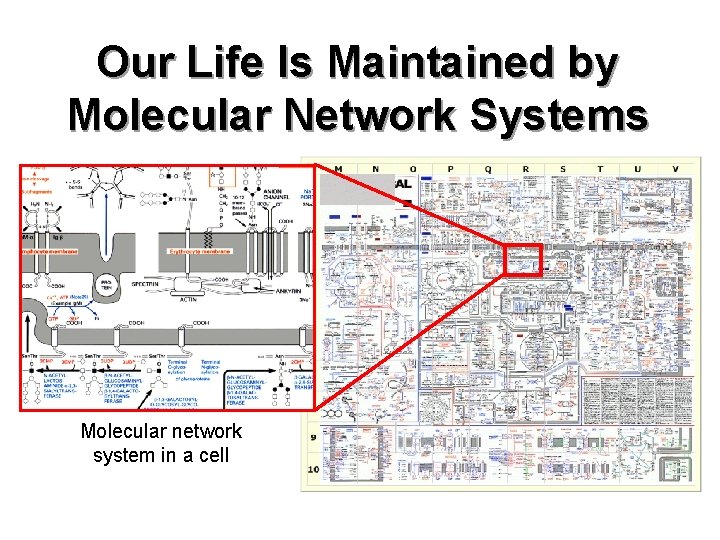 Our Life Is Maintained by Molecular Network Systems Molecular network system in a cell