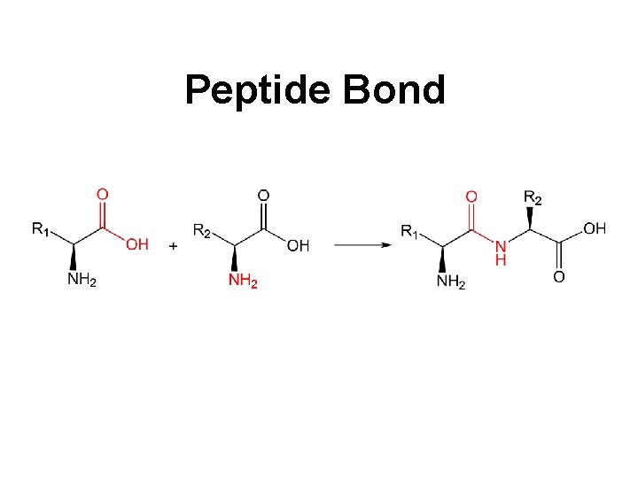 Peptide Bond 