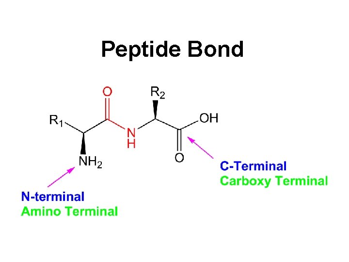 Peptide Bond 