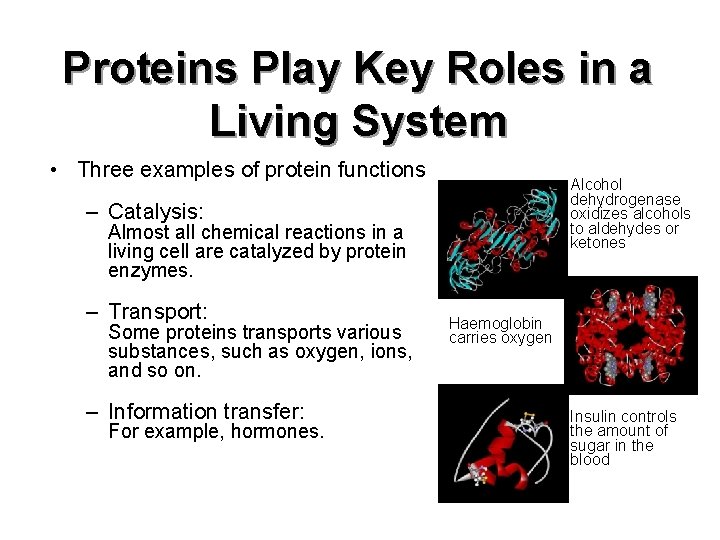 Proteins Play Key Roles in a Living System • Three examples of protein functions