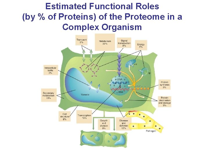 Estimated Functional Roles (by % of Proteins) of the Proteome in a Complex Organism