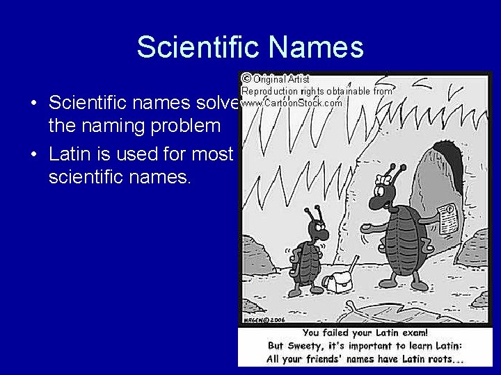 Scientific Names • Scientific names solve the naming problem • Latin is used for