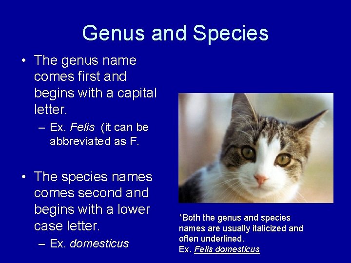 Genus and Species • The genus name comes first and begins with a capital