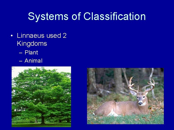Systems of Classification • Linnaeus used 2 Kingdoms – Plant – Animal 