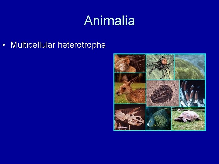 Animalia • Multicellular heterotrophs 