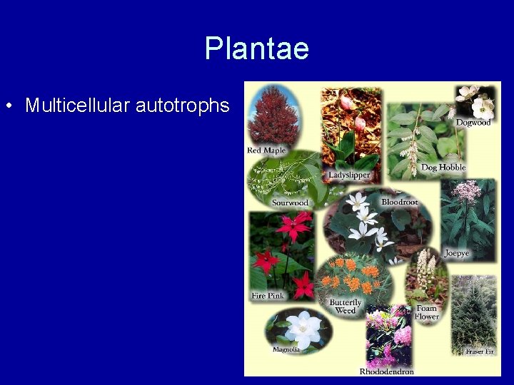 Plantae • Multicellular autotrophs 