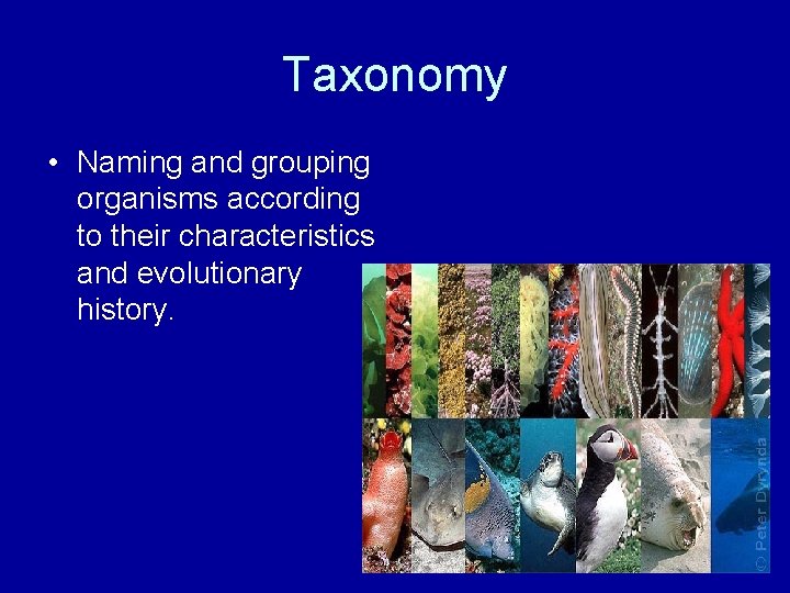 Taxonomy • Naming and grouping organisms according to their characteristics and evolutionary history. 