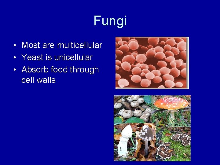 Fungi • Most are multicellular • Yeast is unicellular • Absorb food through cell