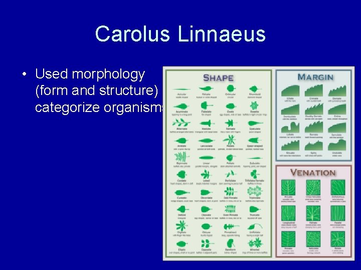 Carolus Linnaeus • Used morphology (form and structure) to categorize organisms 