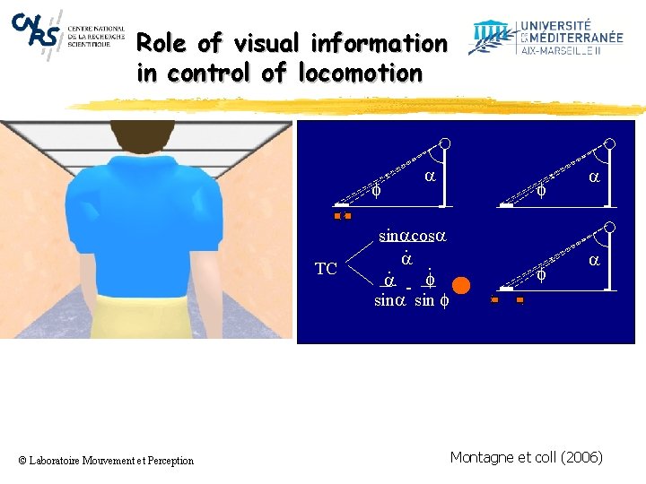 Role of visual information in control of locomotion f TC © Laboratoire Mouvement et