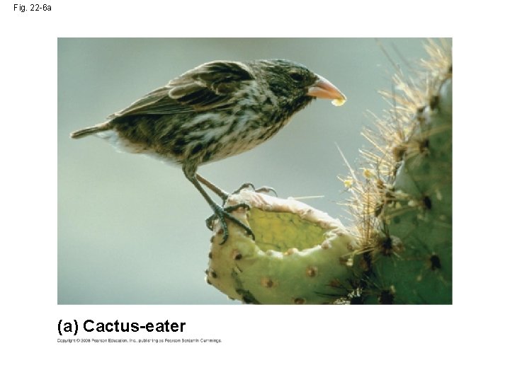 Fig. 22 -6 a (a) Cactus-eater 