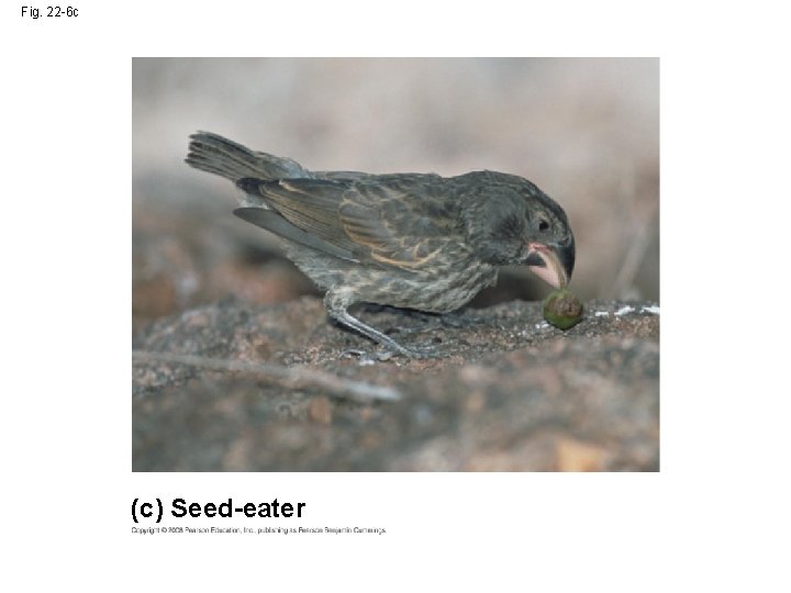 Fig. 22 -6 c (c) Seed-eater 