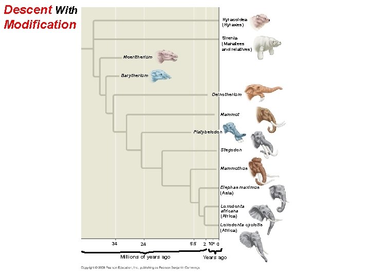 Descent With Modification Hyracoidea (Hyraxes) Sirenia (Manatees and relatives) Moeritherium Barytherium Deinotherium Mammut Platybelodon