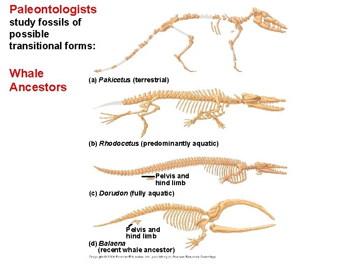 Paleontologists study fossils of possible transitional forms: Whale Ancestors (a) Pakicetus (terrestrial) (b) Rhodocetus