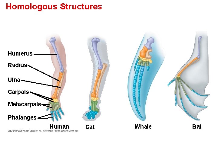 Homologous Structures Humerus Radius Ulna Carpals Metacarpals Phalanges Human Cat Whale Bat 