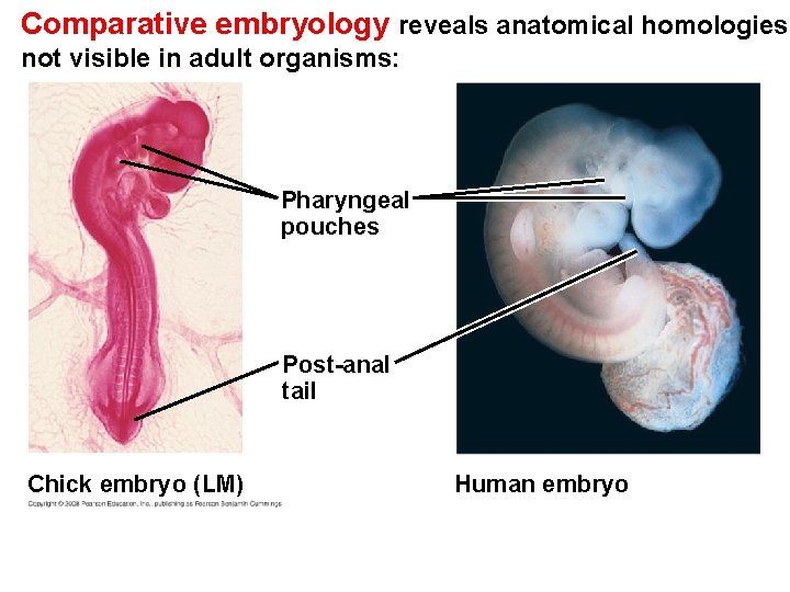 Comparative embryology reveals anatomical homologies not visible in adult organisms: Pharyngeal pouches Post-anal tail