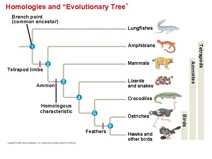 Homologies and “Evolutionary Tree” Branch point (common ancestor) Lungfishes Amnion Lizards and snakes 3