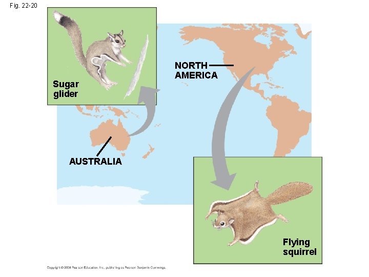 Fig. 22 -20 Sugar glider NORTH AMERICA AUSTRALIA Flying squirrel 