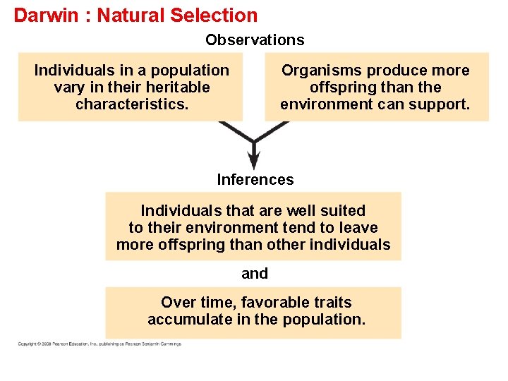 Darwin : Natural Selection Observations Individuals in a population vary in their heritable characteristics.