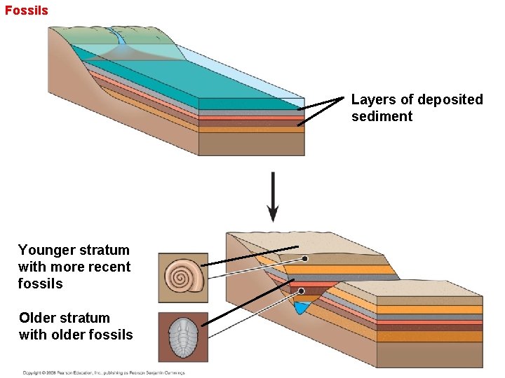 Fossils Layers of deposited sediment Younger stratum with more recent fossils Older stratum with