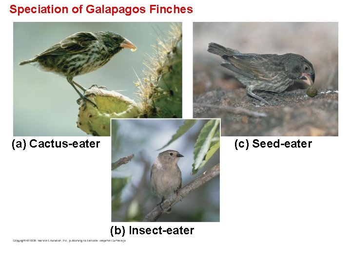 Speciation of Galapagos Finches (a) Cactus-eater (c) Seed-eater (b) Insect-eater 