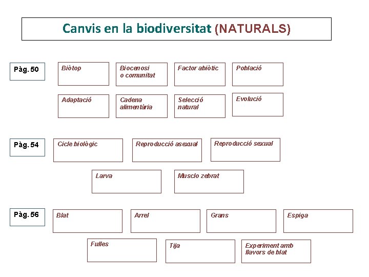 Canvis en la biodiversitat (NATURALS) Pàg. 50 Pàg. 54 Biòtop Biocenosi o comunitat Factor Canvis en la biodiversitat (NATURALS) Pàg. 50 Pàg. 54 Biòtop Biocenosi o comunitat Factor