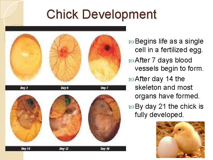 Chapter 4 Animal Growth and Heredity Lesson 1