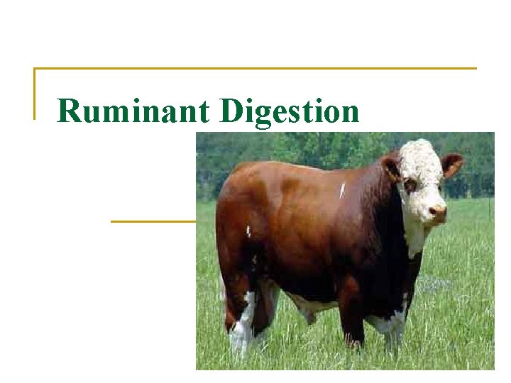 Ruminant Digestion 