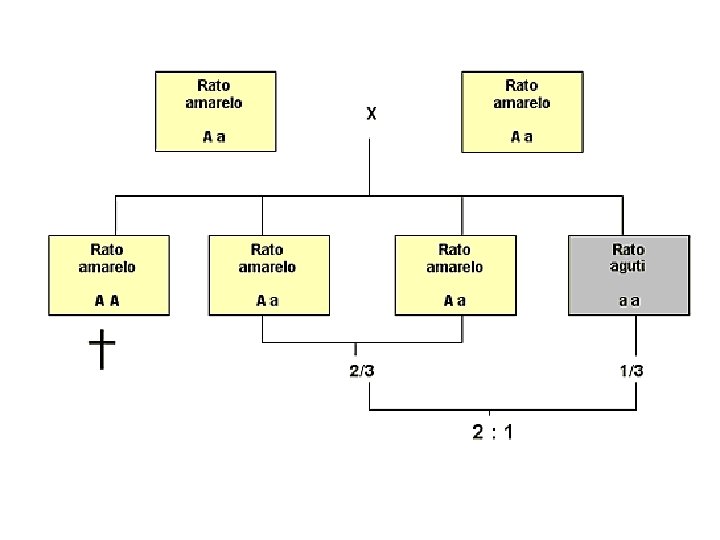 Todos os artigos de 1ª Lei de Mendel Todos os artigos de 1ª Lei de Mendel