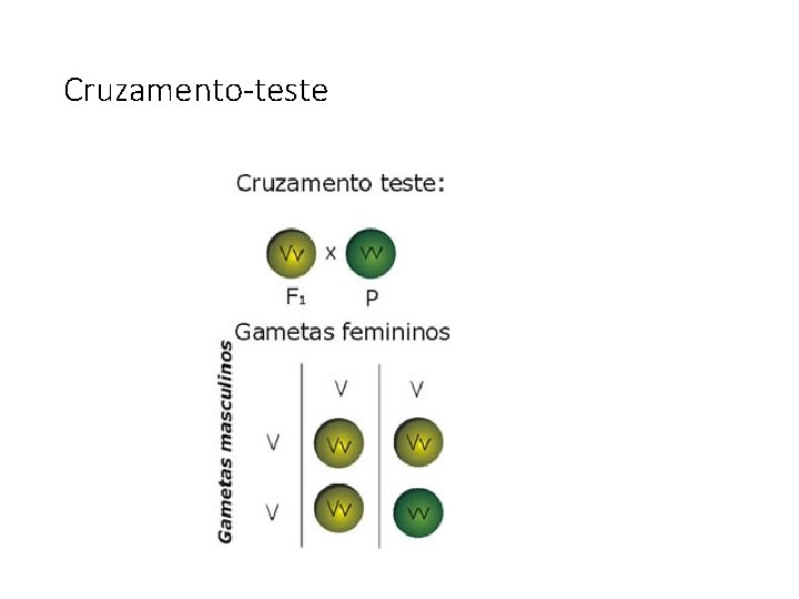 Cruzamento-teste Cruzamento-teste