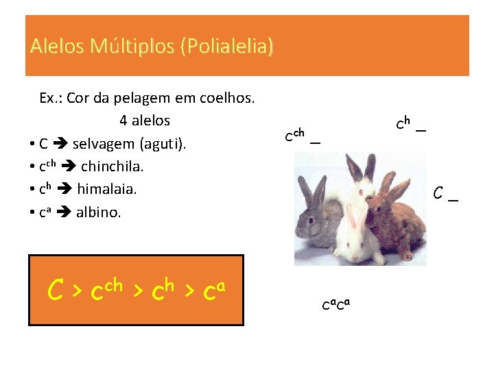 Alelos Múltiplos (Polialelia) Ex. : Cor da pelagem em coelhos. 4 alelos • C Alelos Múltiplos (Polialelia) Ex. : Cor da pelagem em coelhos. 4 alelos • C
