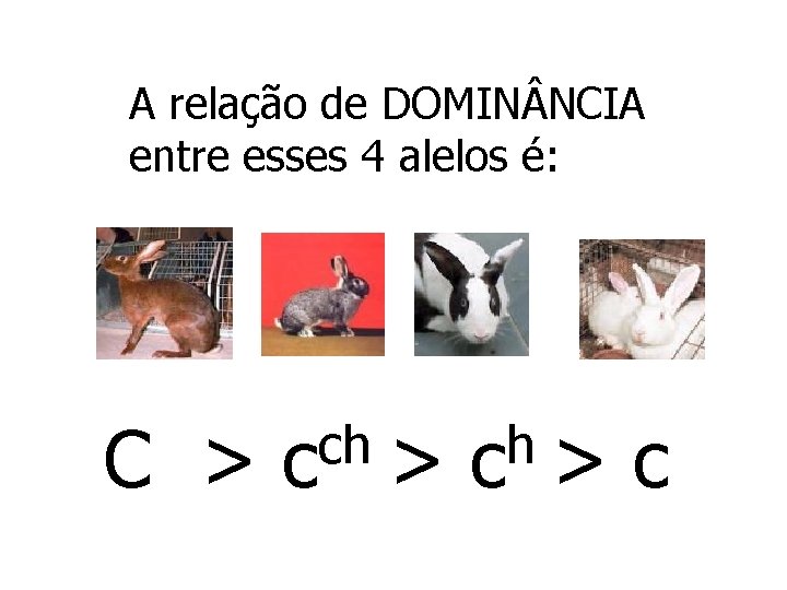 A relação de DOMIN NCIA entre esses 4 alelos é: ch h C > A relação de DOMIN NCIA entre esses 4 alelos é: ch h C >