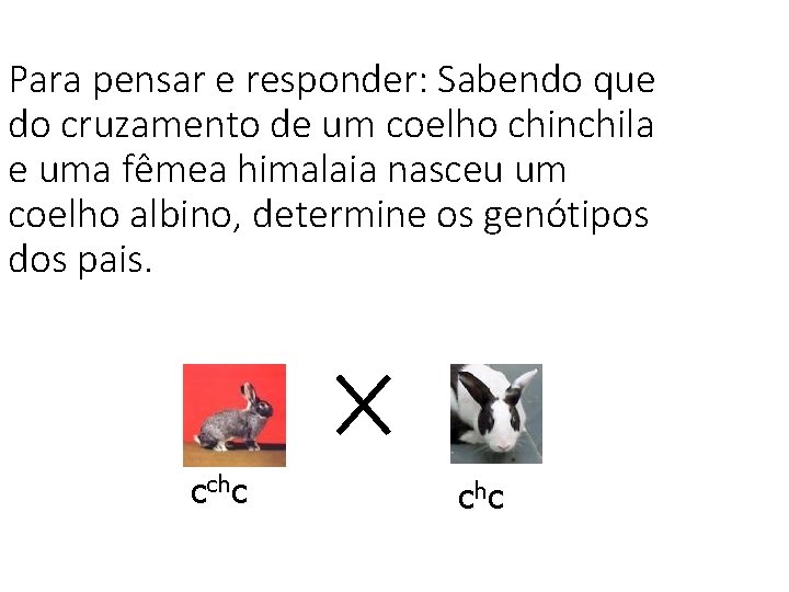 Para pensar e responder: Sabendo que do cruzamento de um coelho chinchila e uma Para pensar e responder: Sabendo que do cruzamento de um coelho chinchila e uma