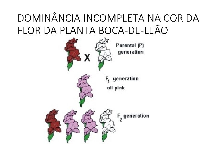 DOMIN NCIA INCOMPLETA NA COR DA FLOR DA PLANTA BOCA-DE-LEÃO DOMIN NCIA INCOMPLETA NA COR DA FLOR DA PLANTA BOCA-DE-LEÃO
