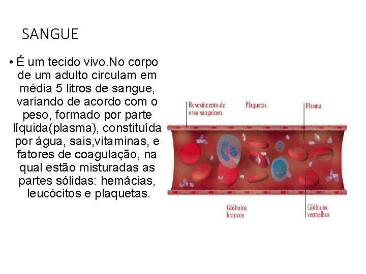 SANGUE • É um tecido vivo. No corpo de um adulto circulam em média SANGUE • É um tecido vivo. No corpo de um adulto circulam em média