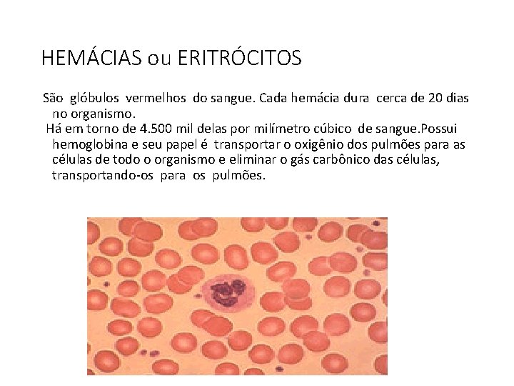 HEMÁCIAS ou ERITRÓCITOS São glóbulos vermelhos do sangue. Cada hemácia dura cerca de 20 HEMÁCIAS ou ERITRÓCITOS São glóbulos vermelhos do sangue. Cada hemácia dura cerca de 20