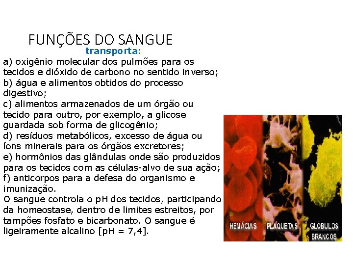 FUNÇÕES DO SANGUE transporta: a) oxigênio molecular dos pulmões para os tecidos e dióxido FUNÇÕES DO SANGUE transporta: a) oxigênio molecular dos pulmões para os tecidos e dióxido