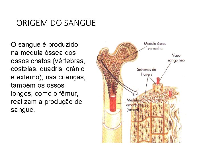 ORIGEM DO SANGUE O sangue é produzido na medula óssea dos ossos chatos (vértebras, ORIGEM DO SANGUE O sangue é produzido na medula óssea dos ossos chatos (vértebras,