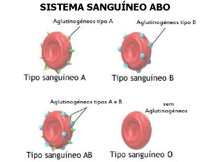 SISTEMA SANGUÍNEO ABO SISTEMA SANGUÍNEO ABO