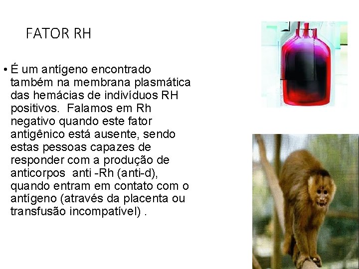 FATOR RH • É um antígeno encontrado também na membrana plasmática das hemácias de FATOR RH • É um antígeno encontrado também na membrana plasmática das hemácias de