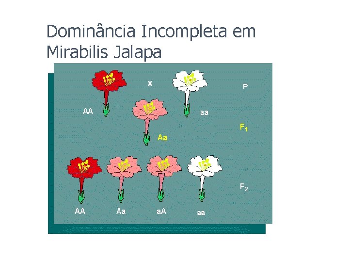 Dominância Incompleta em Mirabilis Jalapa Dominância Incompleta em Mirabilis Jalapa