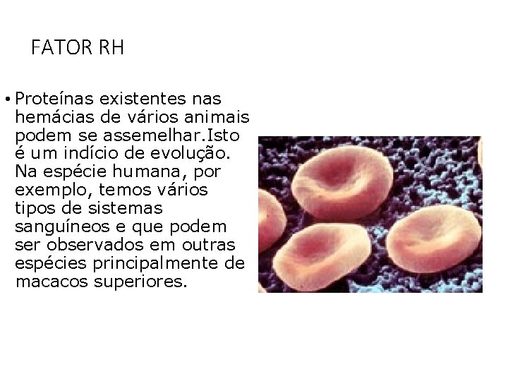 FATOR RH • Proteínas existentes nas hemácias de vários animais podem se assemelhar. Isto FATOR RH • Proteínas existentes nas hemácias de vários animais podem se assemelhar. Isto