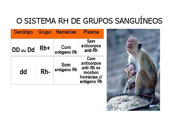 O SISTEMA RH DE GRUPOS SANGUÍNEOS O SISTEMA RH DE GRUPOS SANGUÍNEOS