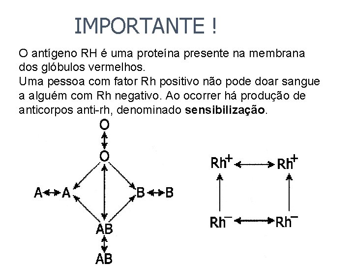 IMPORTANTE ! O antígeno RH é uma proteína presente na membrana dos glóbulos vermelhos. IMPORTANTE ! O antígeno RH é uma proteína presente na membrana dos glóbulos vermelhos.