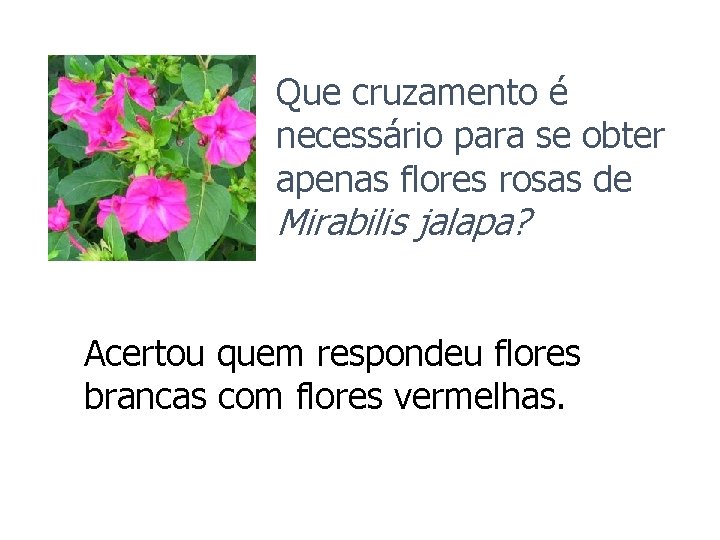 Que cruzamento é necessário para se obter apenas flores rosas de Mirabilis jalapa? Acertou Que cruzamento é necessário para se obter apenas flores rosas de Mirabilis jalapa? Acertou