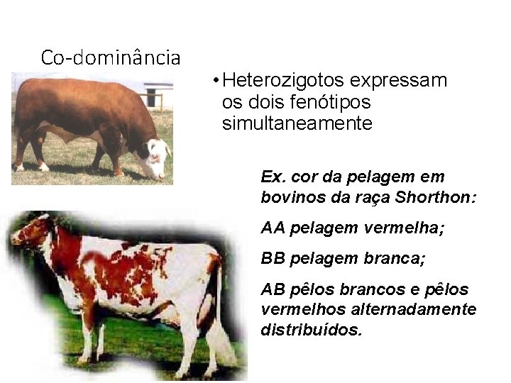 Co-dominância • Heterozigotos expressam os dois fenótipos simultaneamente Ex. cor da pelagem em bovinos Co-dominância • Heterozigotos expressam os dois fenótipos simultaneamente Ex. cor da pelagem em bovinos