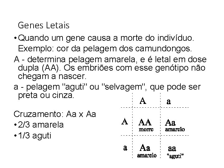 Genes Letais • Quando um gene causa a morte do indivíduo. Exemplo: cor da Genes Letais • Quando um gene causa a morte do indivíduo. Exemplo: cor da
