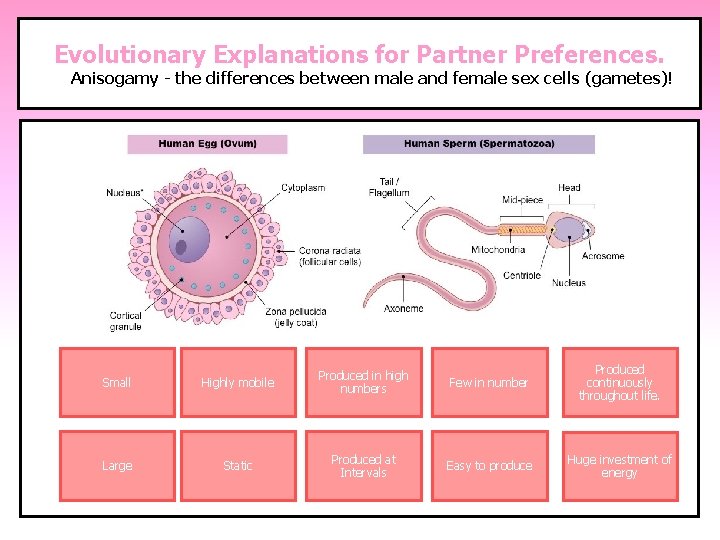 Evolutionary Explanations for Partner Preferences. Anisogamy - the differences between male and female sex