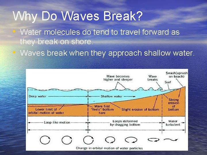 Why Do Waves Break? • Water molecules do tend to travel forward as •